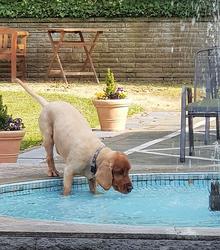 Elvis (Hund) trinkt aus einem Swimming-Pool Wasser